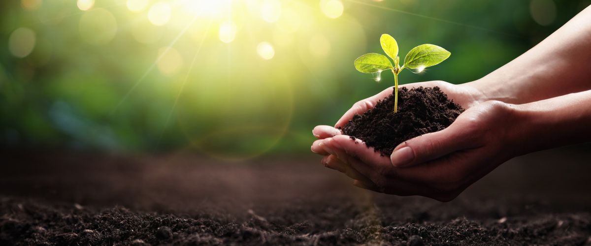 Shepperton sustainability