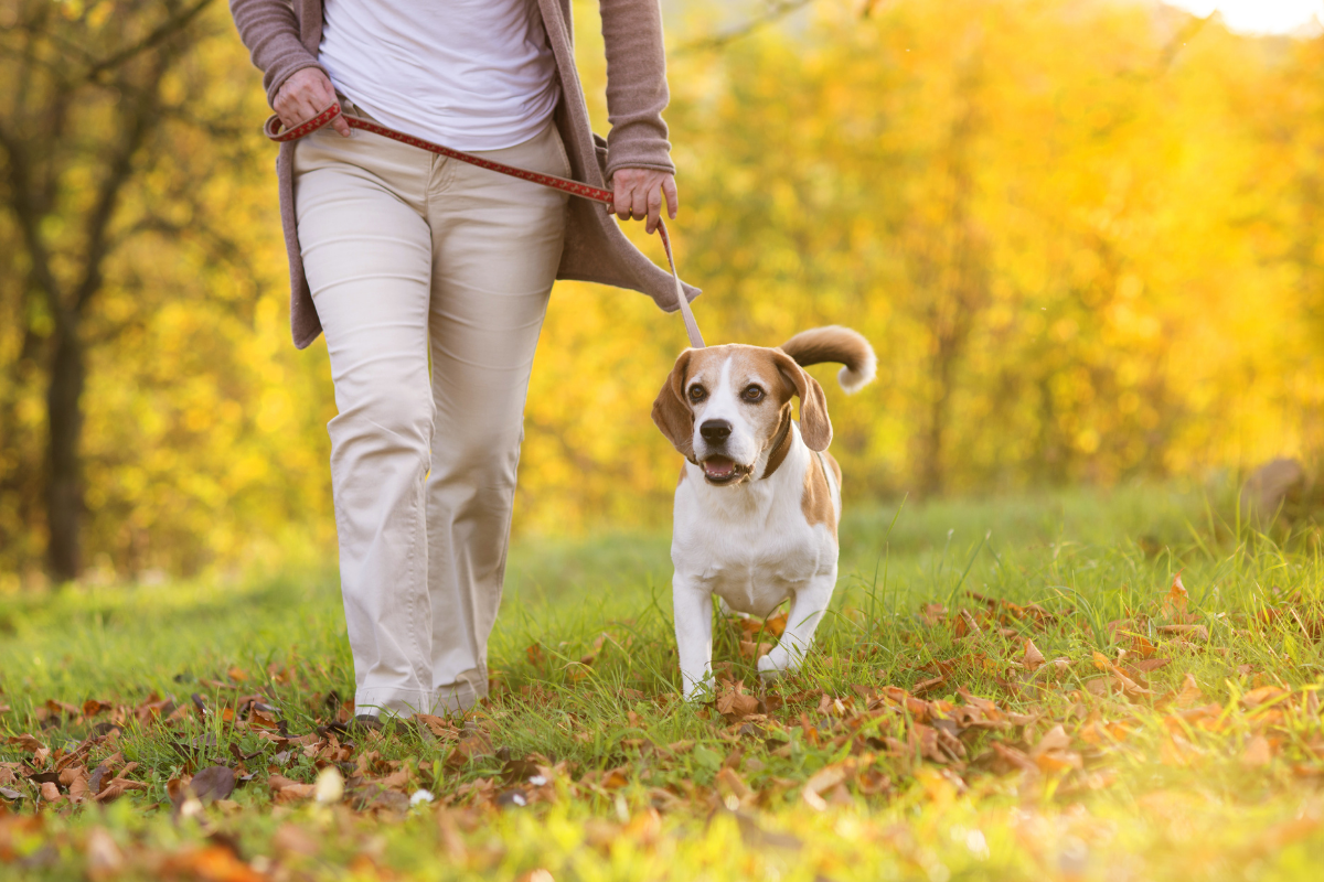 Dog friendly walking routes Shepperton
