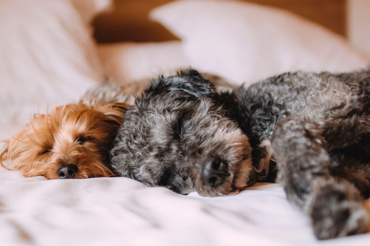 Dog Friendly hotel Shepperton
